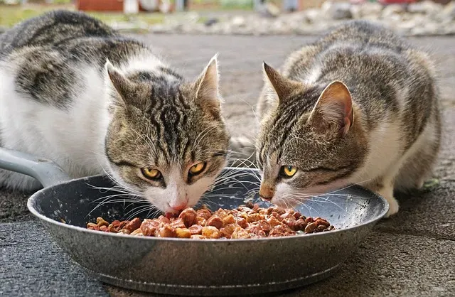 Best Practices for Serving Wet Cat Food
