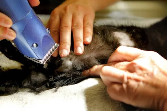 Cat hair cutting 