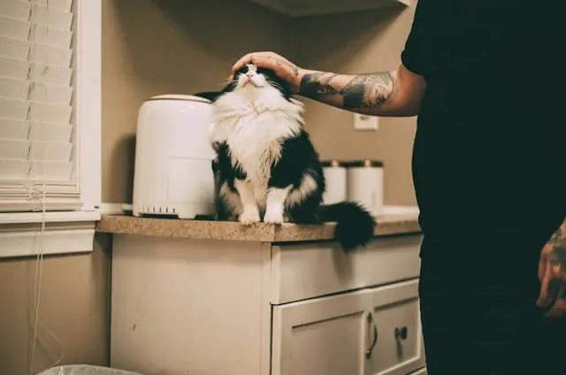 Cat Grooming 