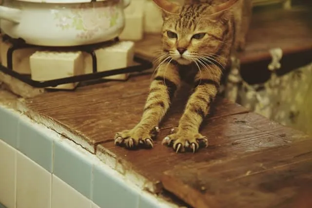 Cat nails 