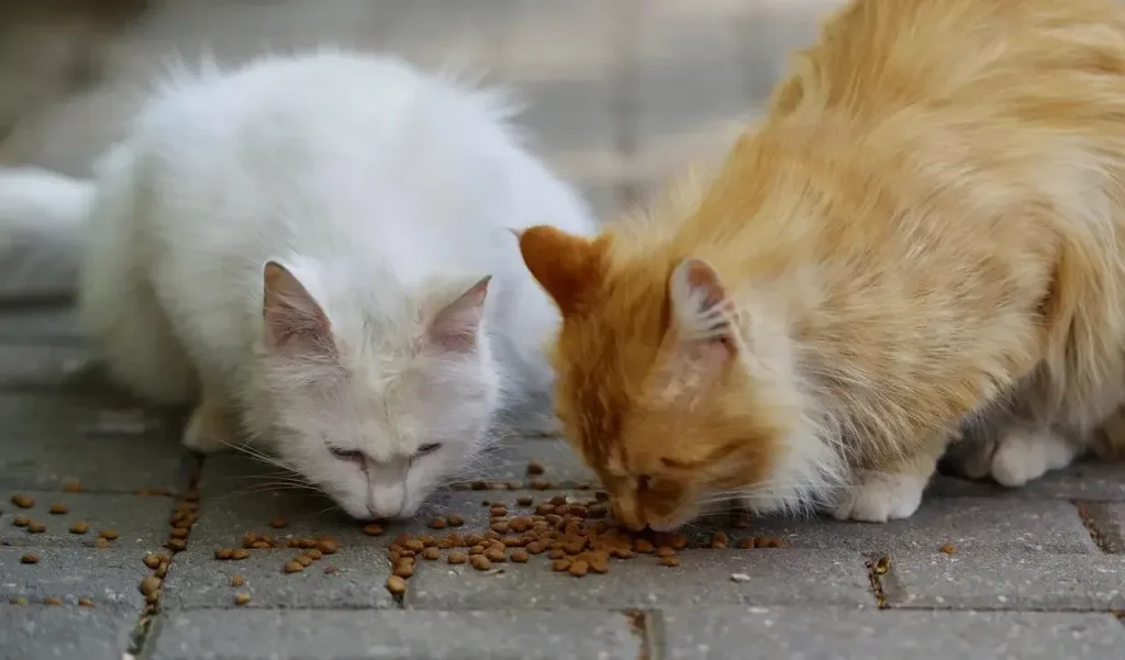 Cat eating foods