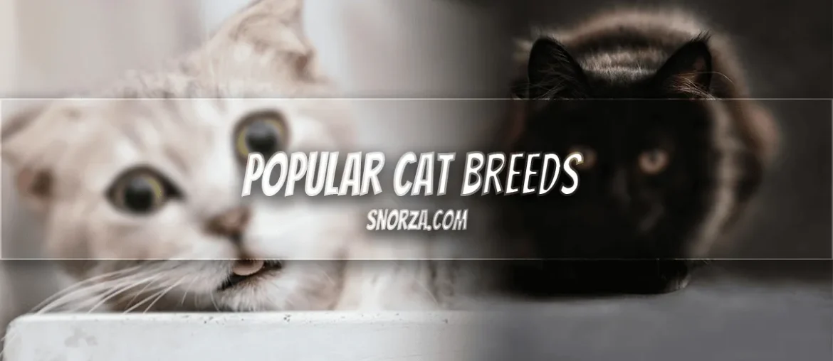 What Are the Most Popular Cat Breeds? 10 Beloved Feline Favorites for New Owners Most Popular Cat Breeds