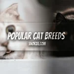 Most Popular Cat Breeds