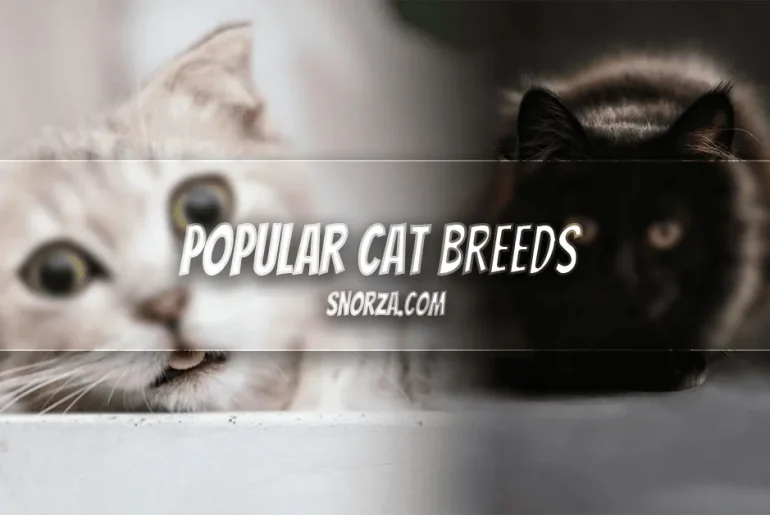 What Are the Most Popular Cat Breeds? 10 Beloved Feline Favorites for New Owners Most Popular Cat Breeds
