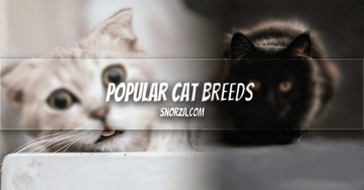 What Are the Most Popular Cat Breeds? 10 Beloved Feline Favorites for New Owners Most Popular Cat Breeds