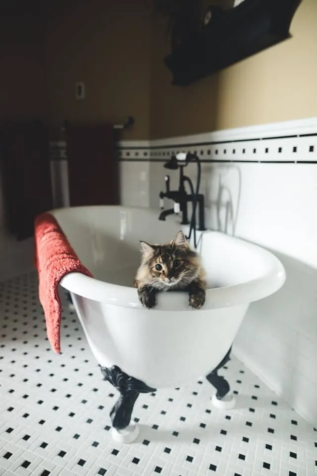 Cat in bathing tub