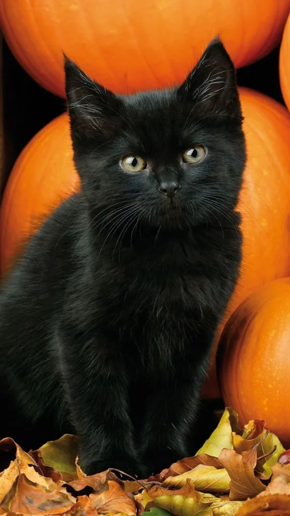 Protecting Cats During Halloween