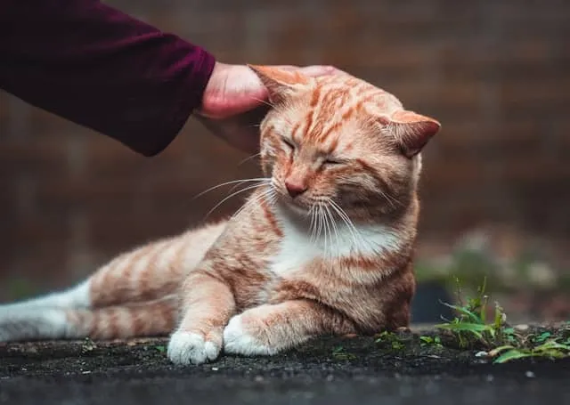 Cat grooming
