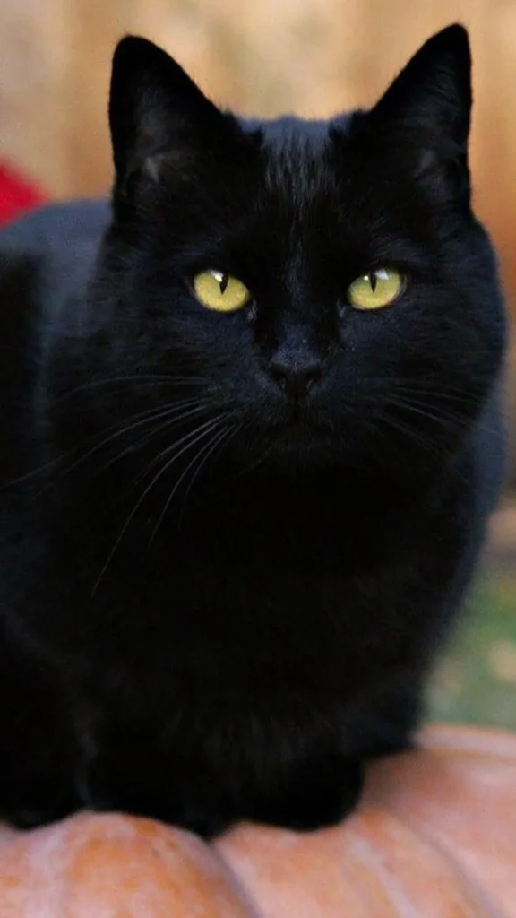 The Black Cat's Reputation Bad Luck or Good Fortune