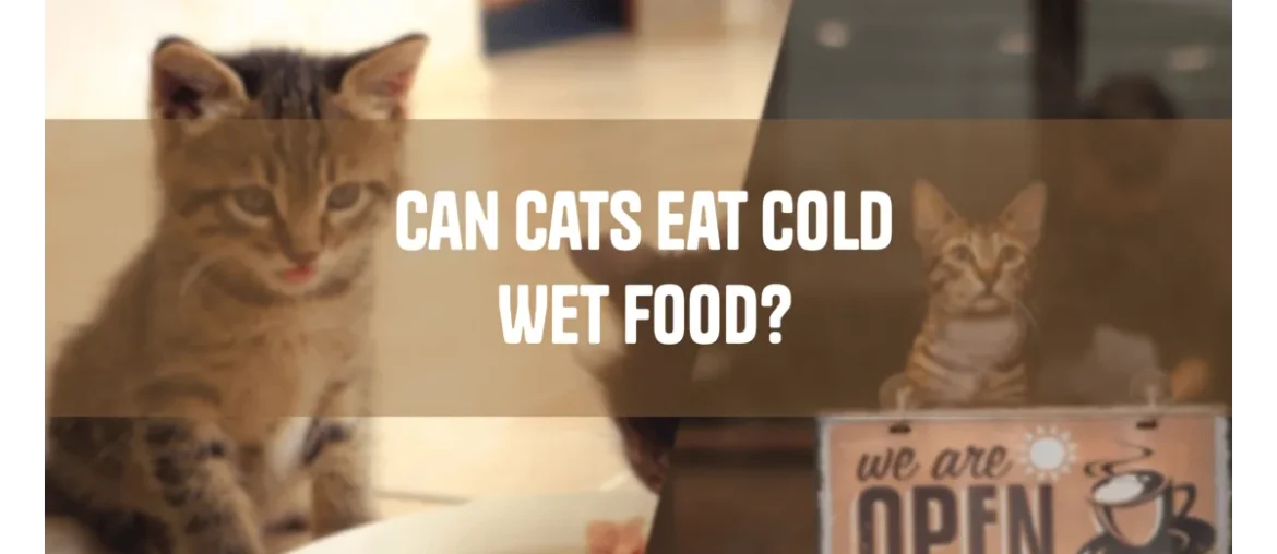 Can Cats Eat Cold Wet Food? What Every Cat Owner Should Know can cat eat cold wet food ?