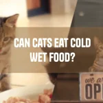 can cat eat cold wet food ?