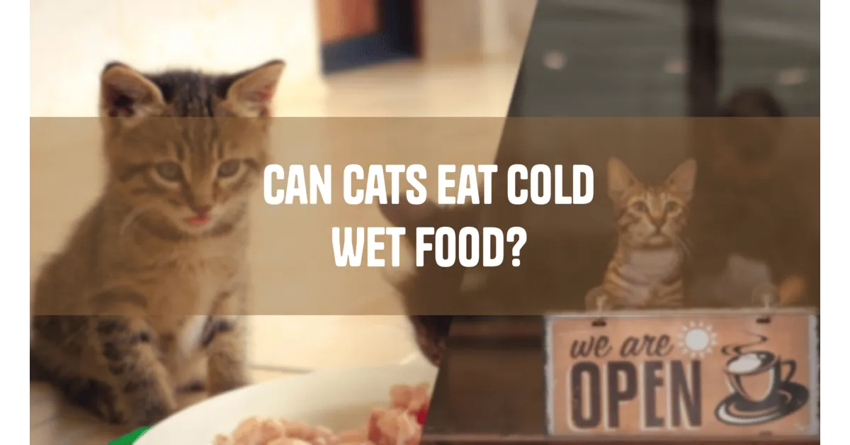 Can Cats Eat Cold Wet Food? What Every Cat Owner Should Know can cat eat cold wet food ?