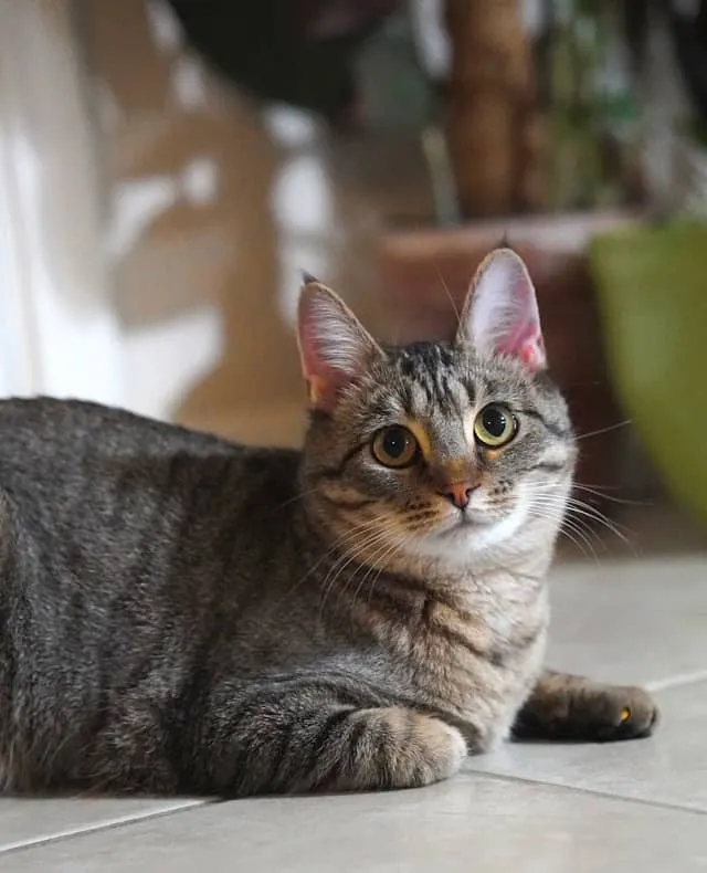Cat Photo