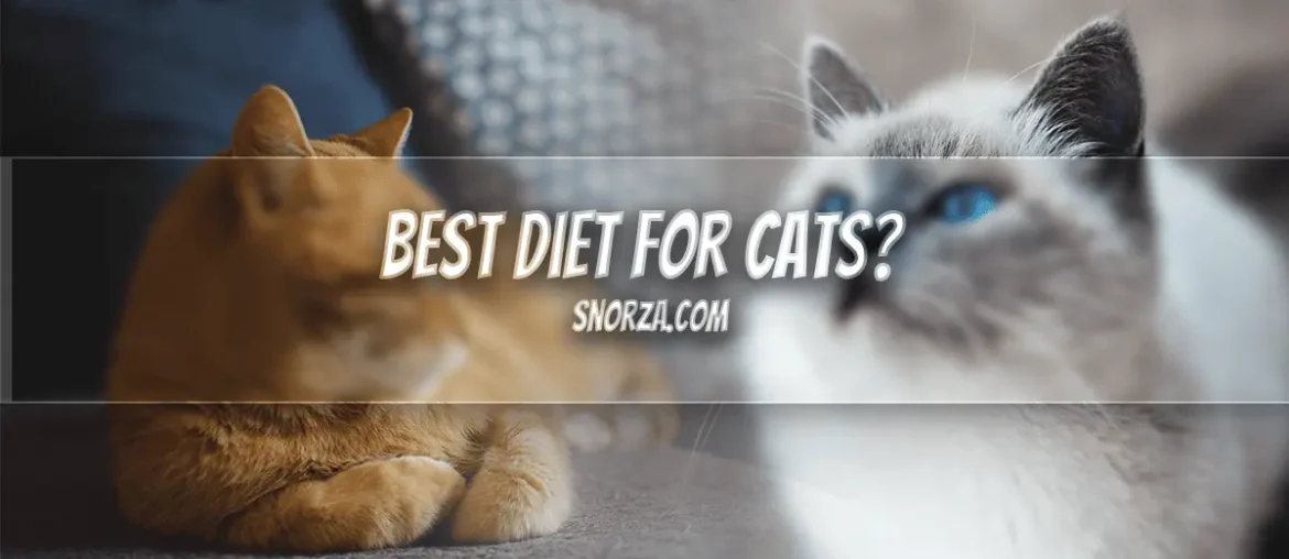 Best Diet for Cats