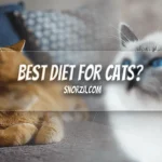 Best Diet for Cats