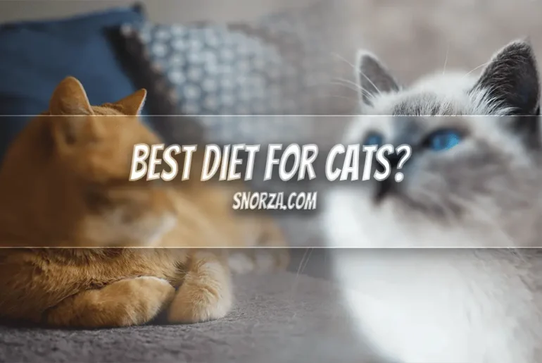 What Is the Best Diet for Cats? A Beginner’s Guide to Cat Nutrition Best Diet for Cats