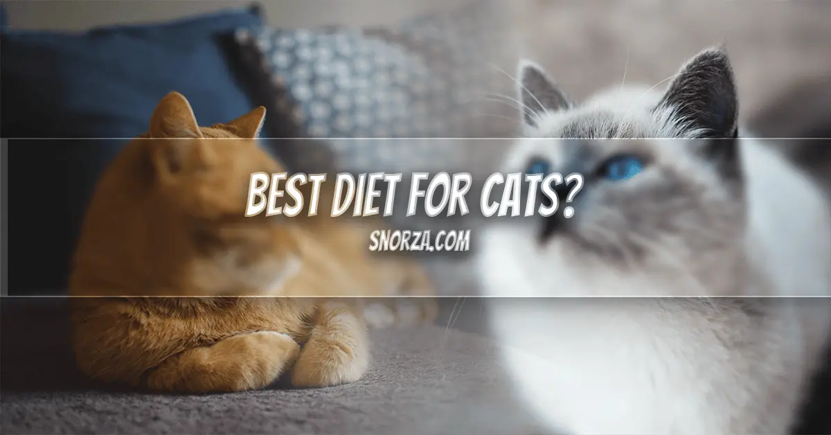What Is the Best Diet for Cats? A Beginner’s Guide to Cat Nutrition Best Diet for Cats