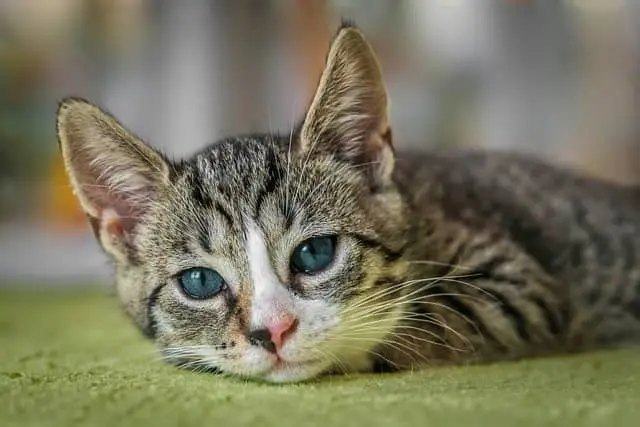 Sad cat