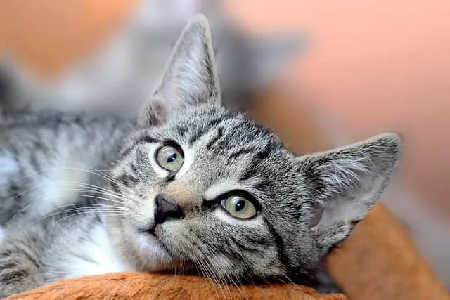 Final Thoughts on Choosing a Popular Cat Breed