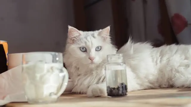 White Cat