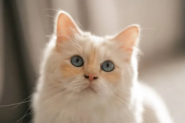 How to Choose the Right Cat Breed for You