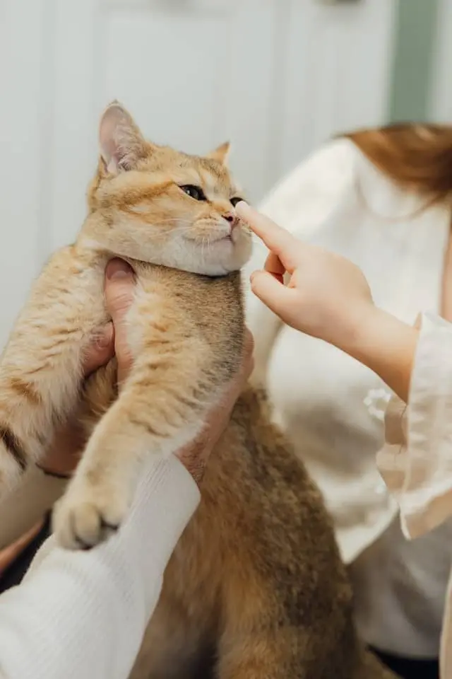 Cute Cat