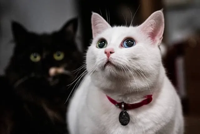 Top 10 Most Popular Cat Breeds in the World