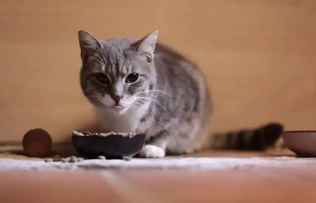 cat eating food