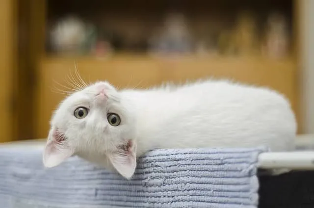 What Are the Most Popular Cat Breeds